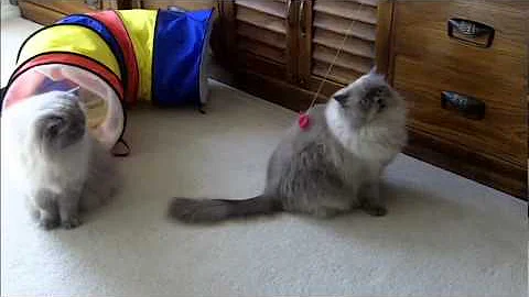 Video 483321: face himalayan persian cat, doll face himalayan persian, blue point himalayan persian