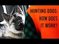 Hunting with dogs how does it work