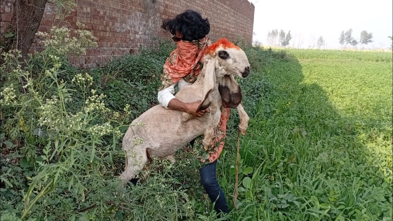 Today Lovely 😍 Sheep Playing with Boy outside Home 😱