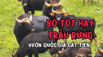 Bò tót không phải là trâu rừng ở Vườn quốc gia Cát tiên.