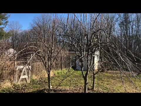 Pruning my pear trees