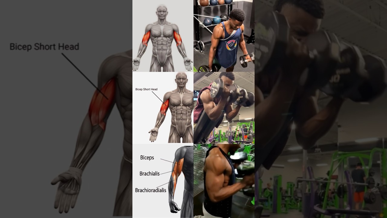 ✅ DO THESE to build LEAN muscular BICEPS. 