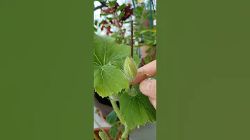 Short My Pumpkin Plant Is Blooming Felyganzagan2822 
