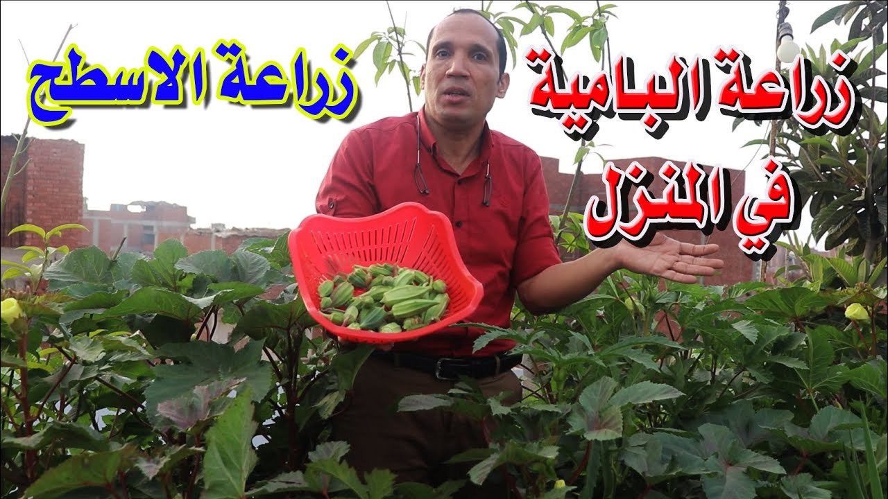 تعلم زراعة البامية في المنزل اعمل اكتفاء ذاتي لنفسك من الخضر وكل اكل نظيف الطريقة سهله الحلقة الاولي