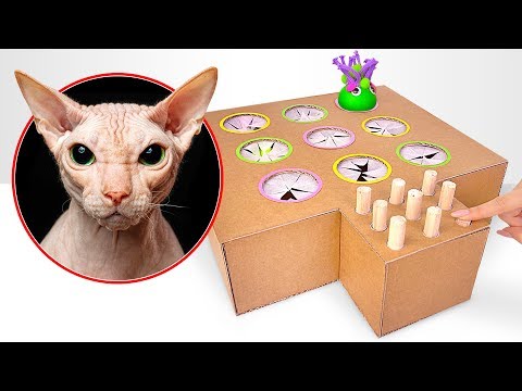 Video: Halten Ihre Katzen Sie Nachts Wach?