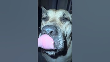 Thumbnail of Stoner #dog #cheechandchong