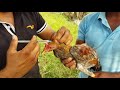Como se inyectan los gallos