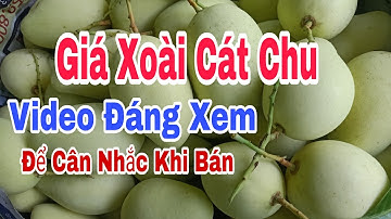 Giá Xoài Cát Chu Vàng, Video Đáng Xem | VTK.CHANNEL