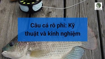 Kinh nghiệm câu cá rô phi bạn cần biết