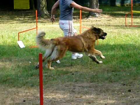 leonberger agility