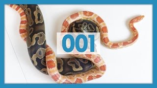 Ball Pythons VS Corn Snakes: Which are Better Pets?