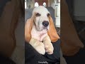 Cute Dog Memes #Funny #Cute #Dog #Trending #Pets #ForYou