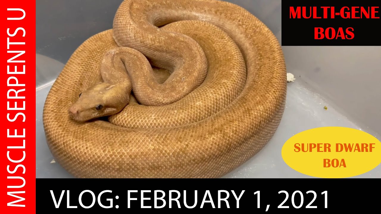 FAVORITE DESIGNER BOA IN COLLECTION!  Feb 1, 2021