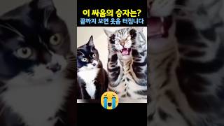 귀여운 동물들의 현실 배틀😂#동물 #동물쇼츠 #고양이 #강아지 #웃긴동물 #귀여운동물 #동물영상 #FunnyAnimals #Cat #Dog