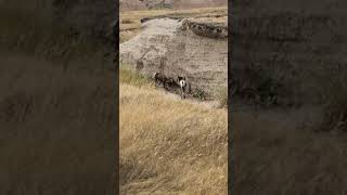 Trio of Bighorn rams in Badlands National Park