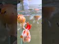 Lets go for a swim! #OrnamentalFish #FishKeepingDiary