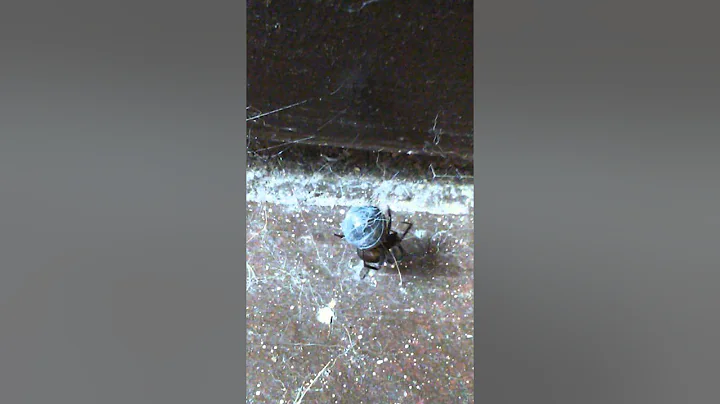 Scary Spider