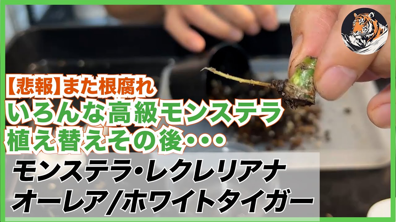 【モンステラ】高級モンステラたちのその後・・・。また根腐れしてたわ。レクレリアナ、ボルシギアナ・オーレア / ホワイトタイガー×2