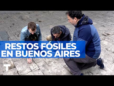 FÓSILES ESCONDIDOS EN BUENOS AIRES: cuentan cómo era la Argentina hace millones de años