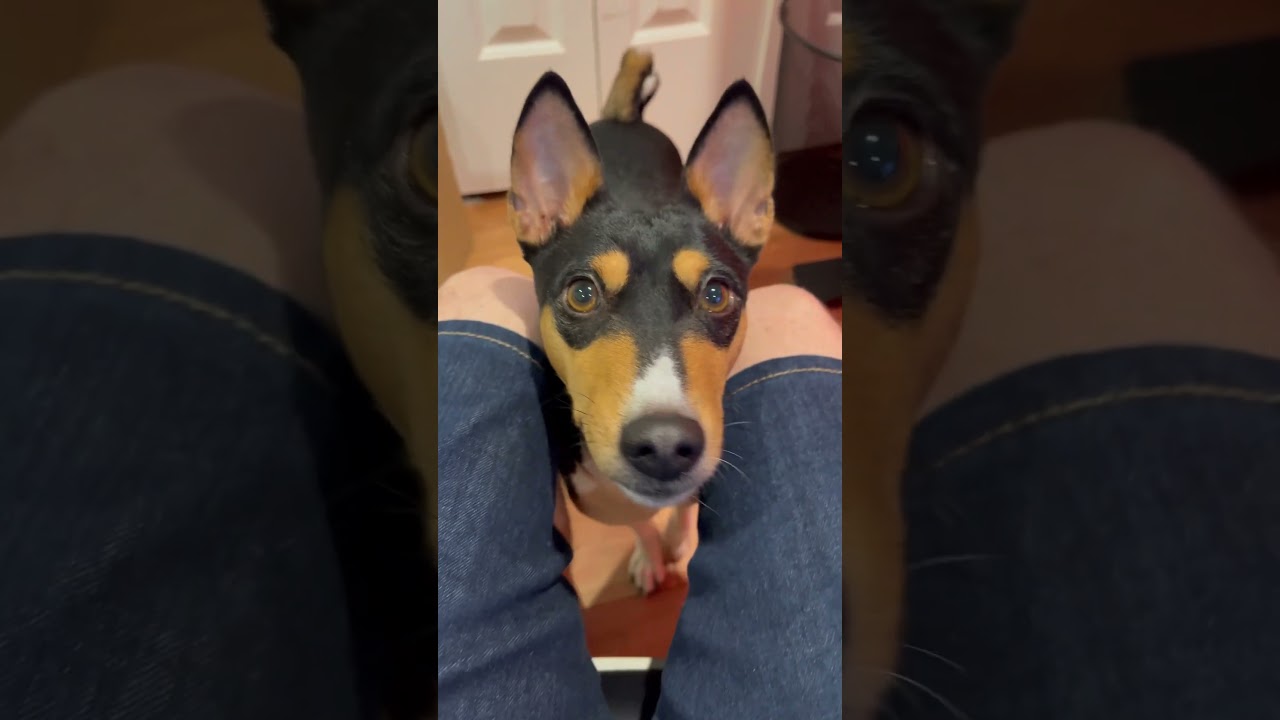 Собака Басенджи передает привет 