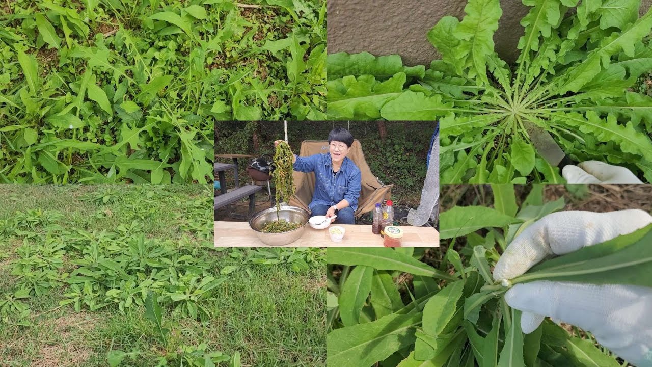 가을 귀한 사데풀 뽀리뱅이 왕고들빼기가 어떻게 이런 장소에 ? 완전 횡제