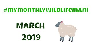 #mymonthlywildlifemani March 2019 @shortallcatherine