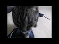 European shorthair cat の動画、YouTube動画。