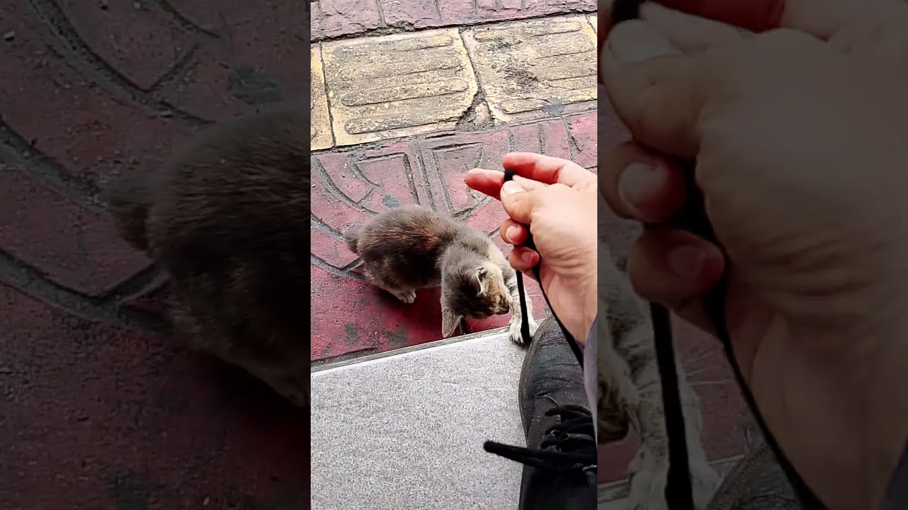 An adorable kitten playing with a shoelace. #shorts #catlovers
