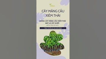 Xem online cây mãng cầu xiêm thái| 0343434839