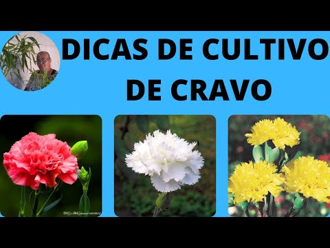 Vídeo: Cultivando flores de cravo-da-índia no jardim - como cuidar de cravo-da-índia