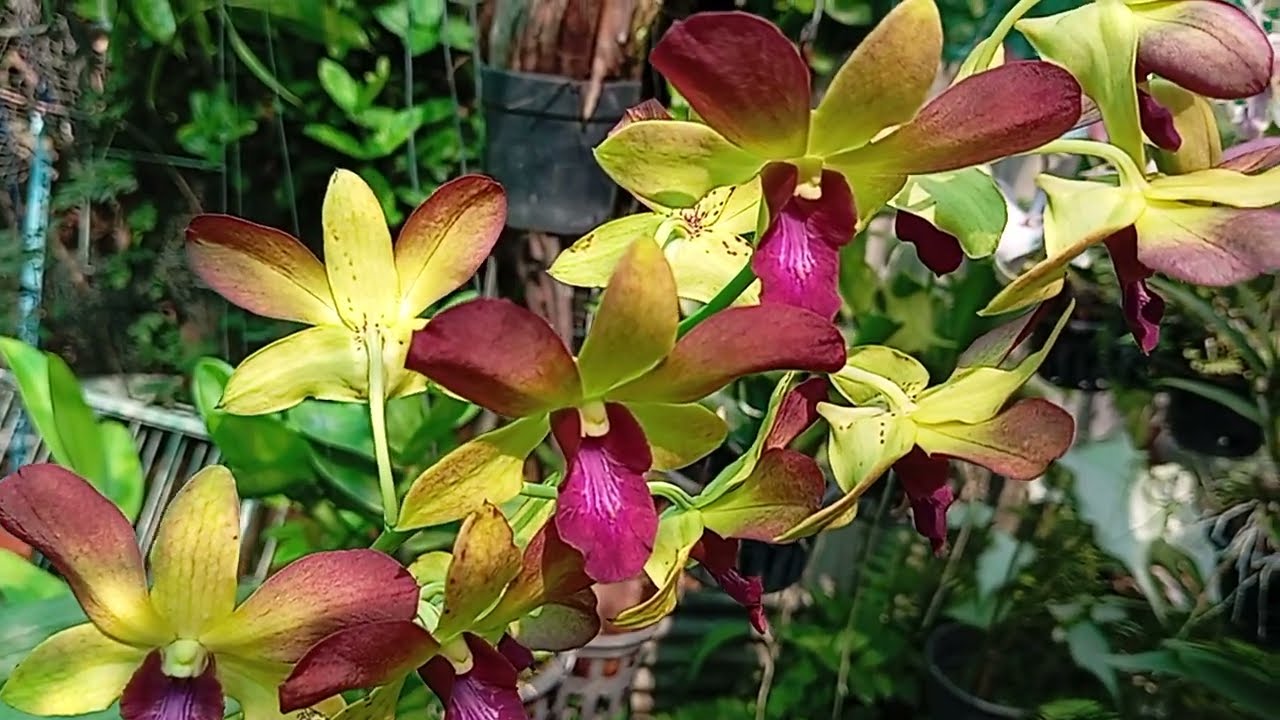 หวายอารีดัง ออกดอกแล้วครับ