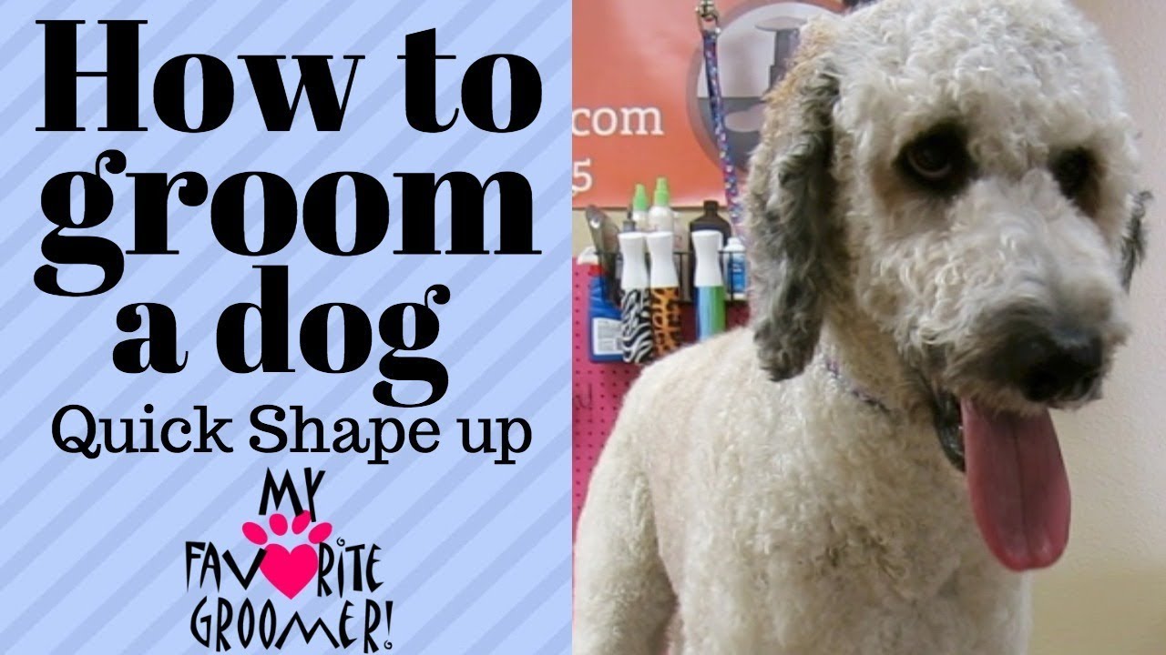 fast pet grooming Standard Poodle Groom Shape Up
