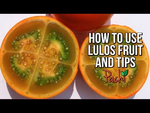 Video image of LULO NARANJILLA Solanum quitoense & How to use it for VIT C & ENERGY by Pachi