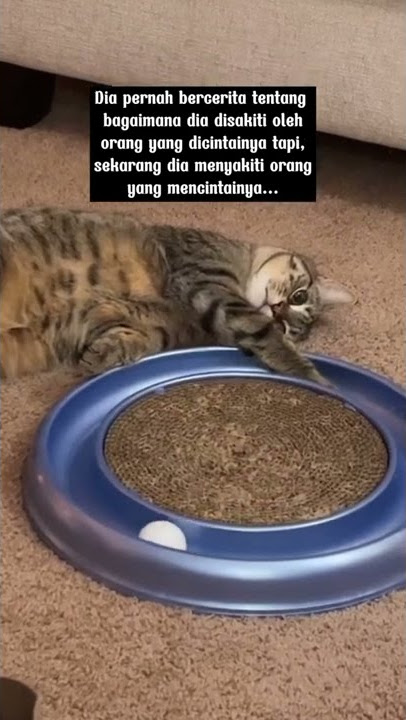 story wa kucing galau|story wa kucing sedih #shorts #storywa