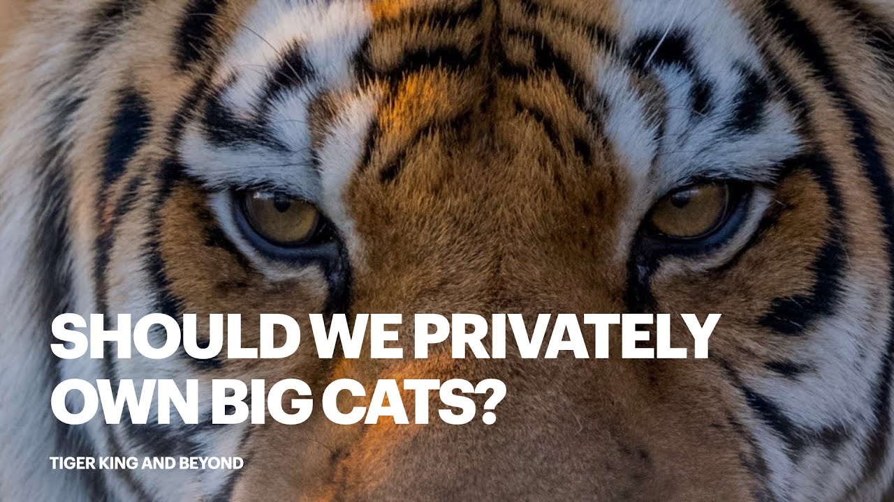  Update New  Should We Privately Own Big Cats?