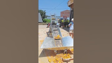 Double chain corn cob conveyor