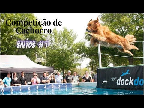 Vídeo: Superando Obstáculos: Nos Bastidores de uma Competição de Agility Dog