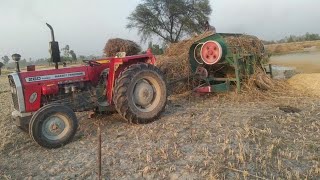 Cutting Harvesting Wheat With Thresher | Wheat Thresher Machine  On Massey Tractor