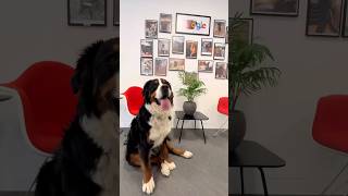 Would you take your dog to work? #bernesemountaindog #berneselovers #dog #officedog #dogs