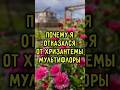 Отказался от хризантемы в саду 