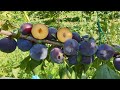 ДИПЛОИДНАЯ СЛИВА ЭЛЬДОРАДО / PLUM ELDORADO