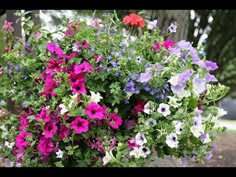 COMMENT RÉALISER UN PANIER SUSPENDU DE FLEURS D'ÉTÉ