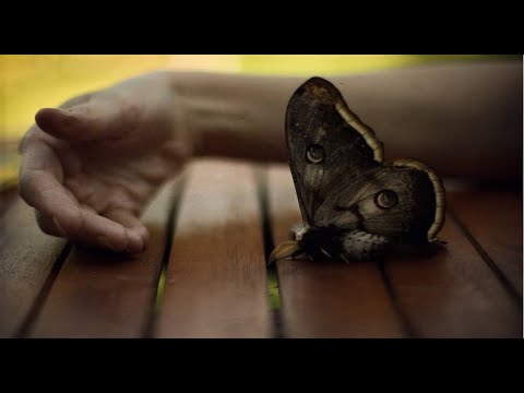 Фредерик Шопен  «Нежность» ☘️ Song from a Secret Garden