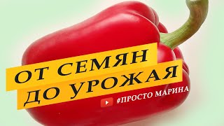 видео: Перец сладкий. Выращивание перца от семян до урожая. картинка: Перец сладкий. Выращивание перца от семян до урожая.