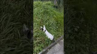 Indoor Cat Enjoys First Outdoor Walk With Happiness
