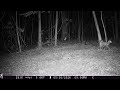 Red Fox vs Red Fox in the Woods
