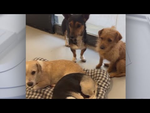 Video: Redders duiken in om Shelter Dog te redden terwijl hij wordt geëuthanaseerd