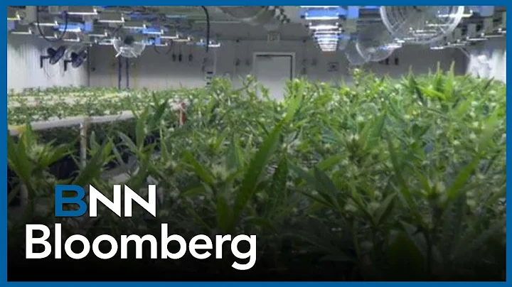 Pot stocks soar on Trump push for cannabis rescheduling