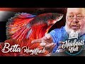 WARUM denn so ERNST kleiner FISCH? | BETTA SPLENDENS | NORBERTS WELT | Zoo Zajac