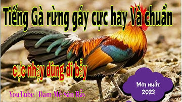 tiếng gà trống rừng gáy cực hay và chuẩn mới nhất 2023 | Đam Mê Săn Bẫy